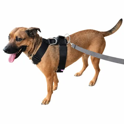 Coleira reforçada para Cães com Guia