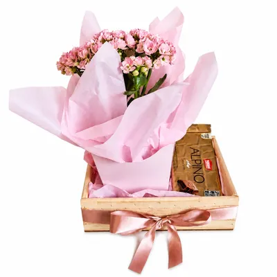Kit Presente Flores Naturais e Alpino