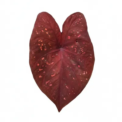 Bulbo Caladium Rubicundum 38