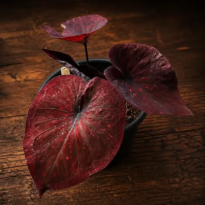 Bulbo Caladium Dark Choco