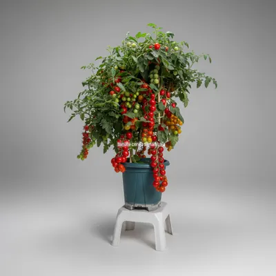 Tomate cereja samambaia 100 unidades 
