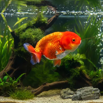 Kinguio Ranchu Médio 1