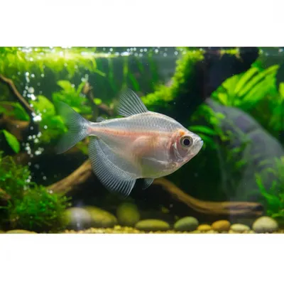 Tetra Rosa 