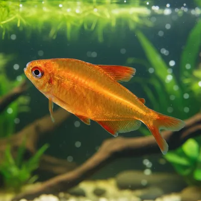 Tetra Red Cherry Matriz