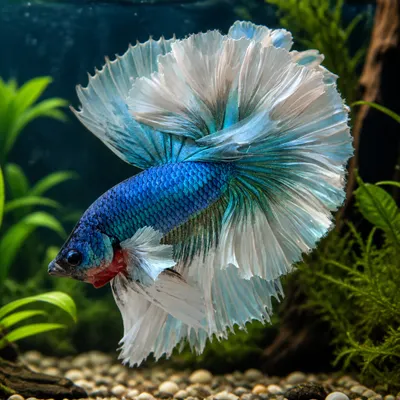 Betta Dumbo Long