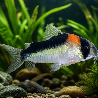Corydora Adolfo
