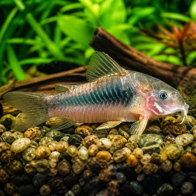 Corydora Aeneus