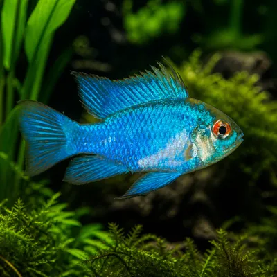 Ramirezi Eletric Blue Grande