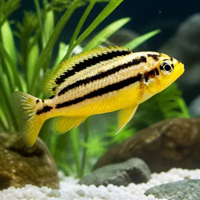 Auratus Amarelo Pequeno