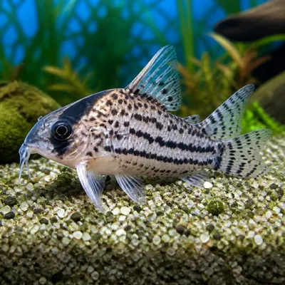 Corydora Super Schwartzi