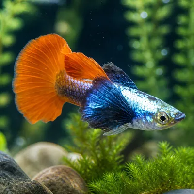 Guppy Dumbo Red Platinium